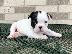 PoulaTo: AKC quality French Bulldog Puppy for free adoption!!!